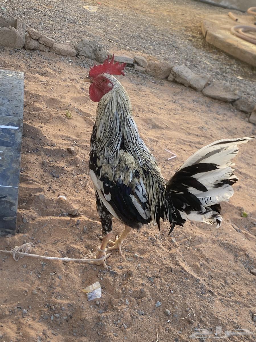 Chicken for sale63507315758083111
