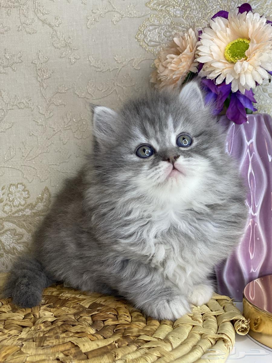 بيكي فيس شيرازي هملايا هاف بيكي راغدول بيرشن قطه قطوه قطو63170597859458111
