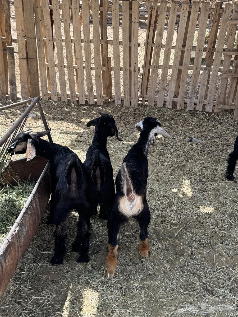 Puppies for sale63171500176387111