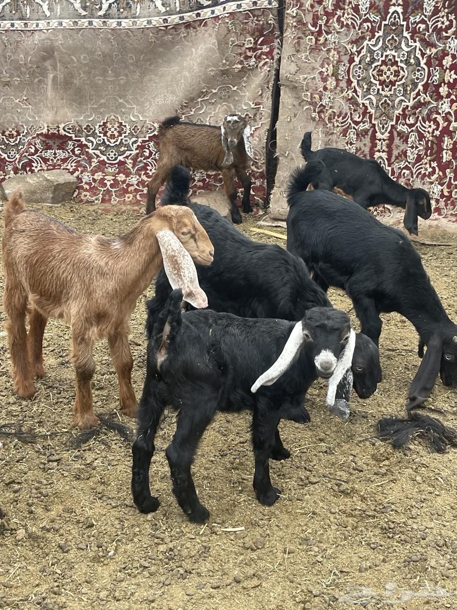 Goat (sold)63171064153090111