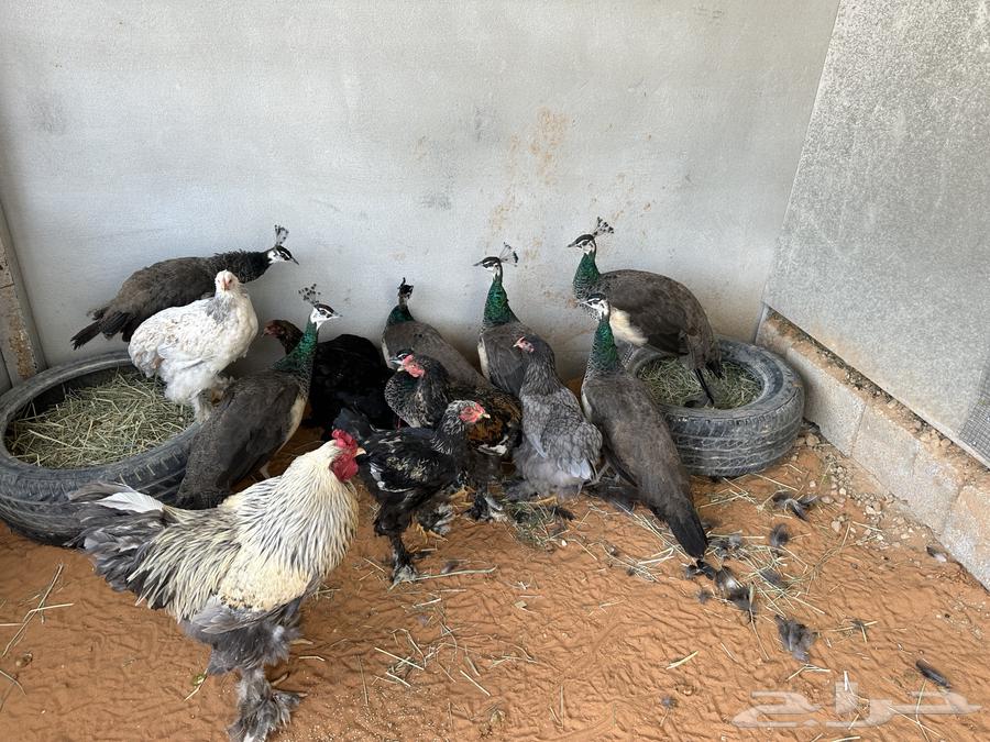 Indian peacock for sale63171507212674111