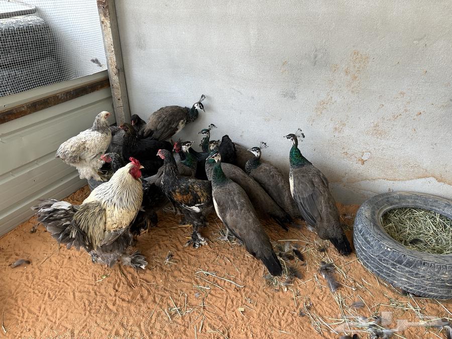 Indian peacock for sale63171507212674114