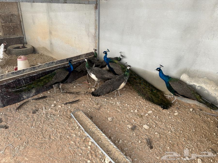 Indian peacock for sale63171507212674112