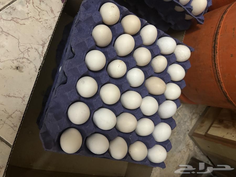 Local eggs63170601431938115