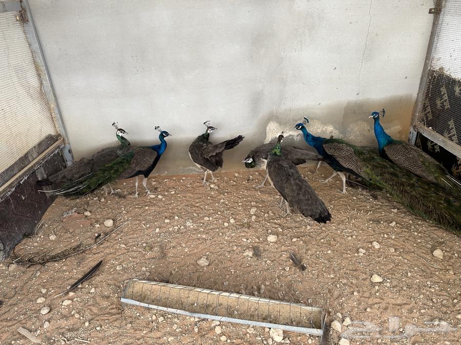 Indian peacock for sale63171507212674113