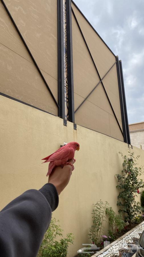 Dear Rose, a bird of the day63171053338115113