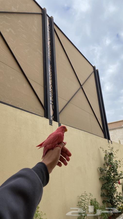 Dear Rose, a bird of the day63171053338115114