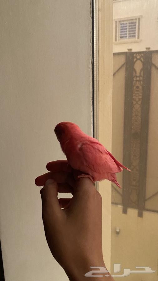 Dear Rose, a bird of the day63171053338115112