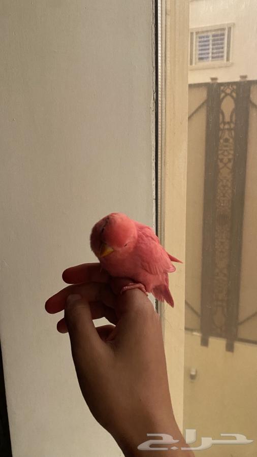 Dear Rose, a bird of the day63171053338115111