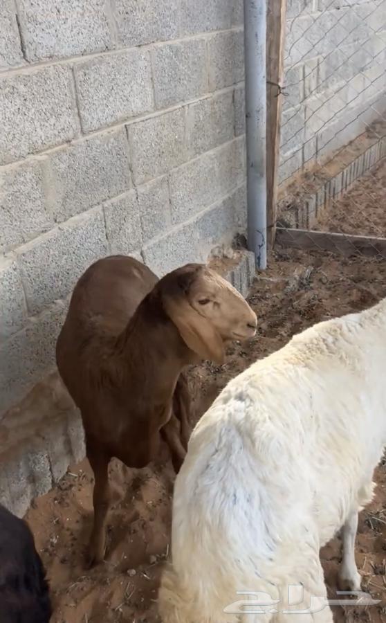 للبيع سواكن مرابي63171518085633112