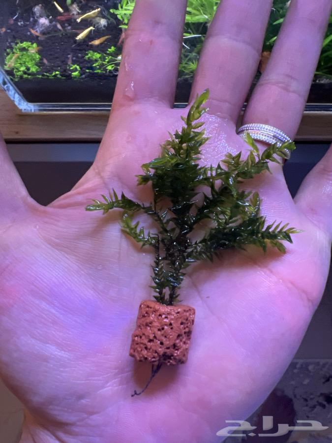 نبات موس Giant Willow Moss63170601504130111