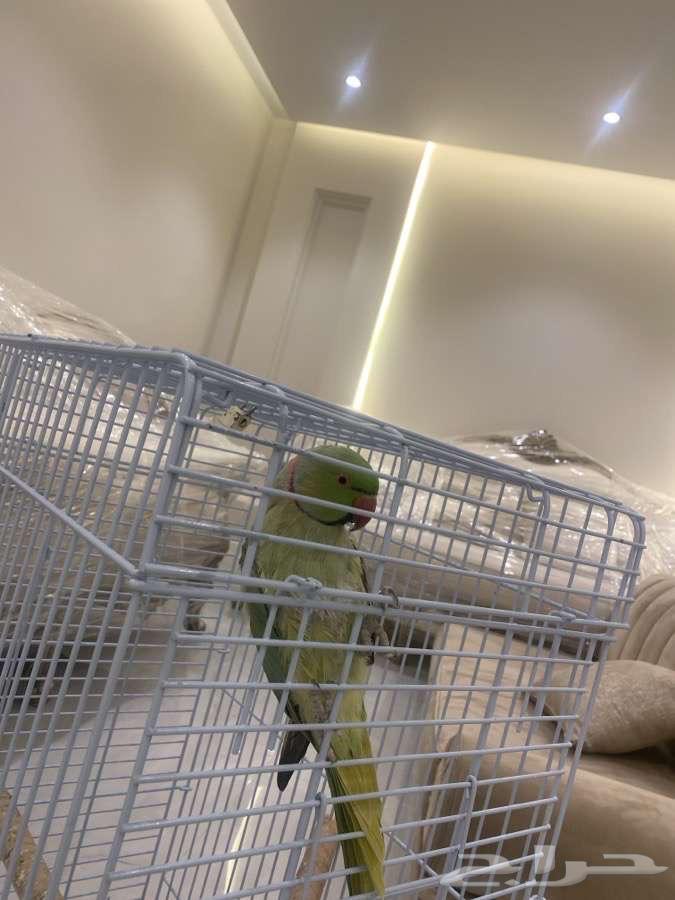 Parrot Pearl631728838964511111