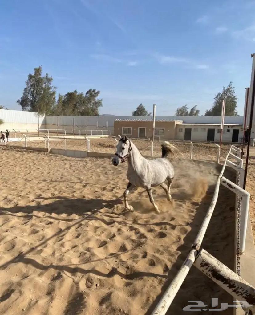 folk horse63171053441922111