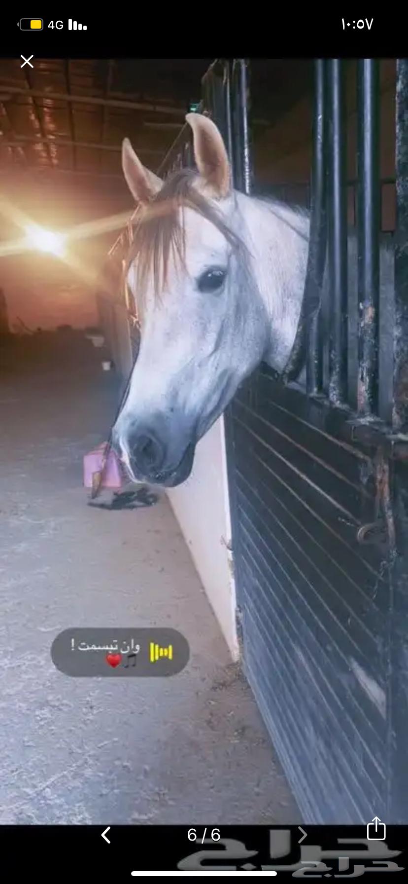 folk horse63171053441922114