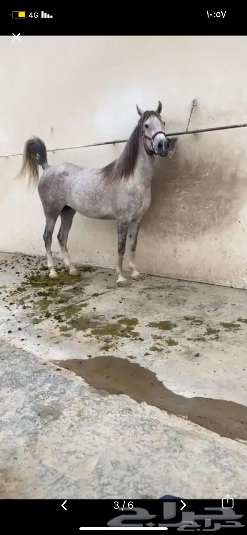 folk horse63171053441922113