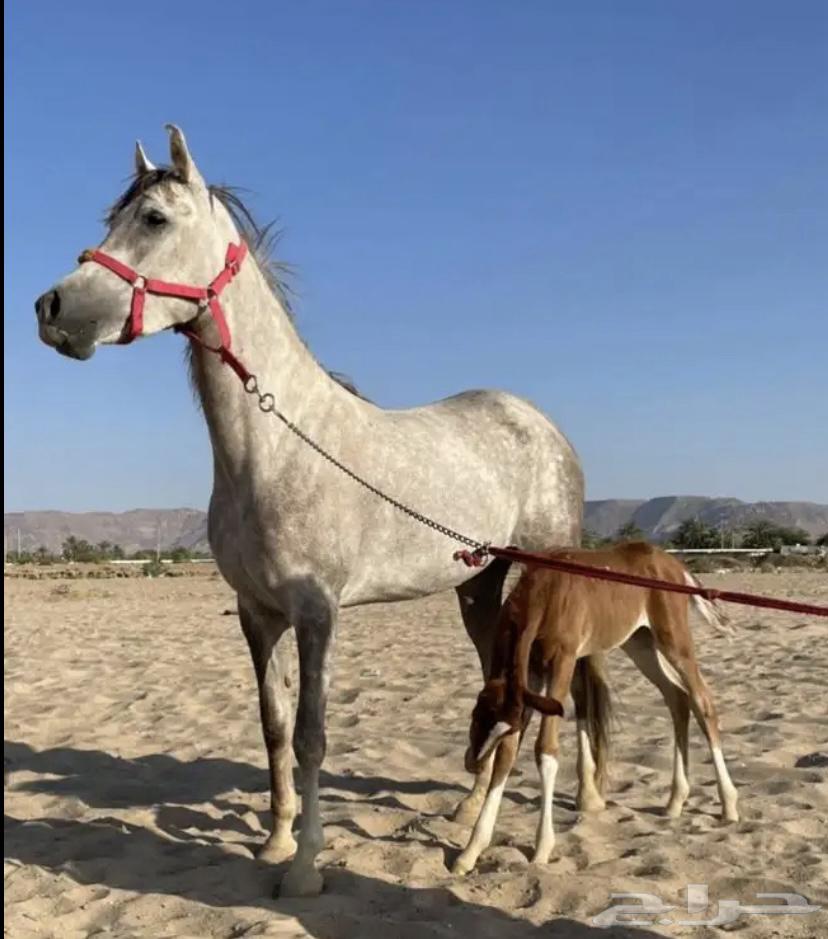 folk horse63171053441922112