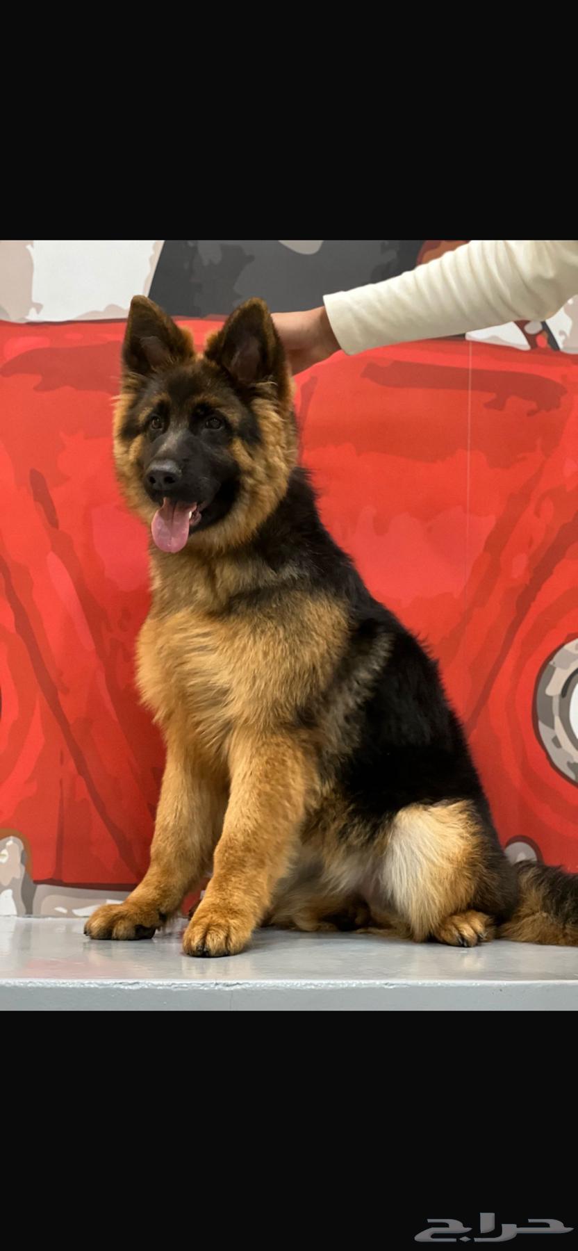 German Shepherd dog63171496733825118