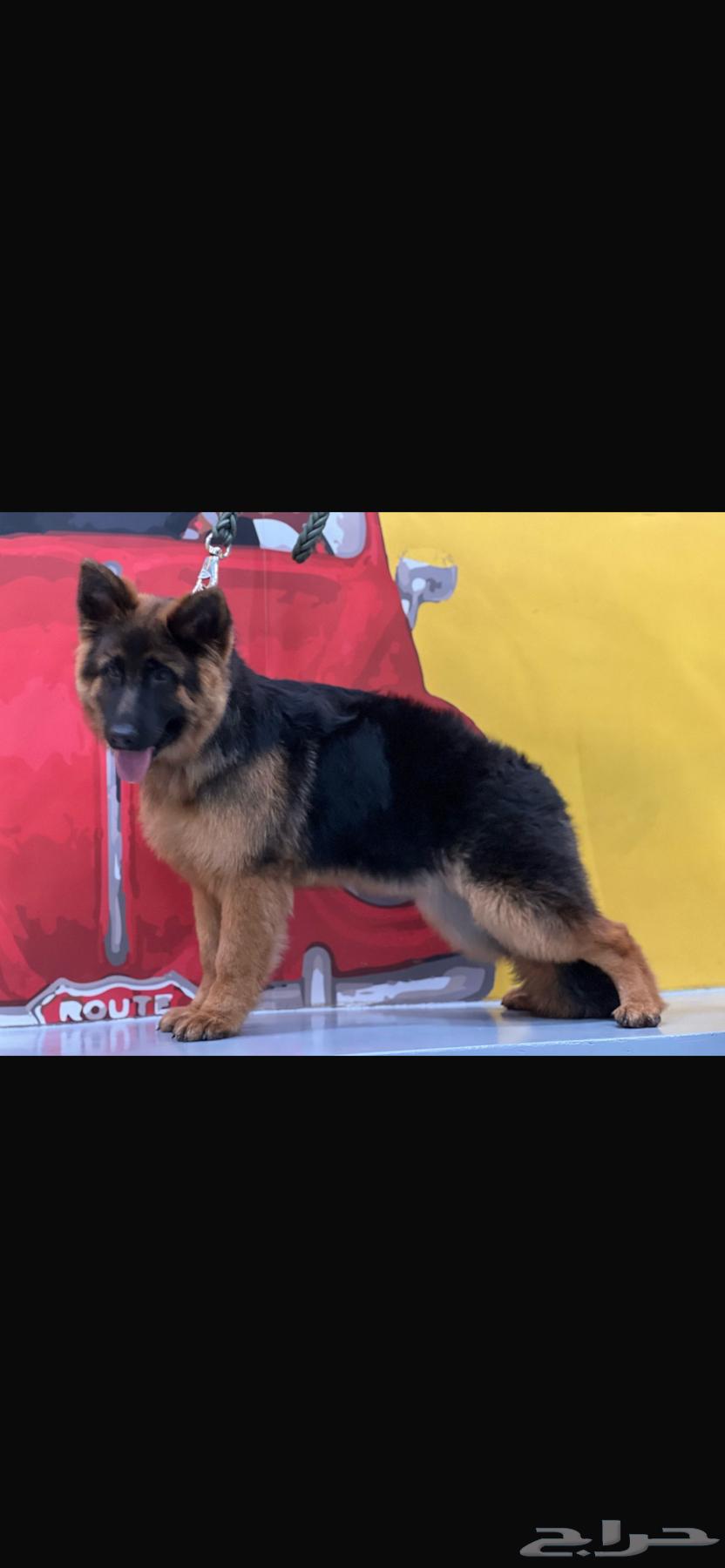 German Shepherd dog63171496733825113