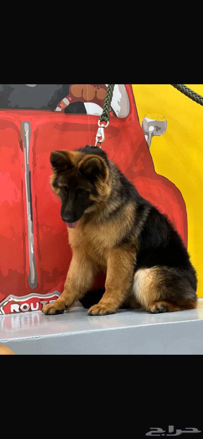 German Shepherd dog63171496733825112