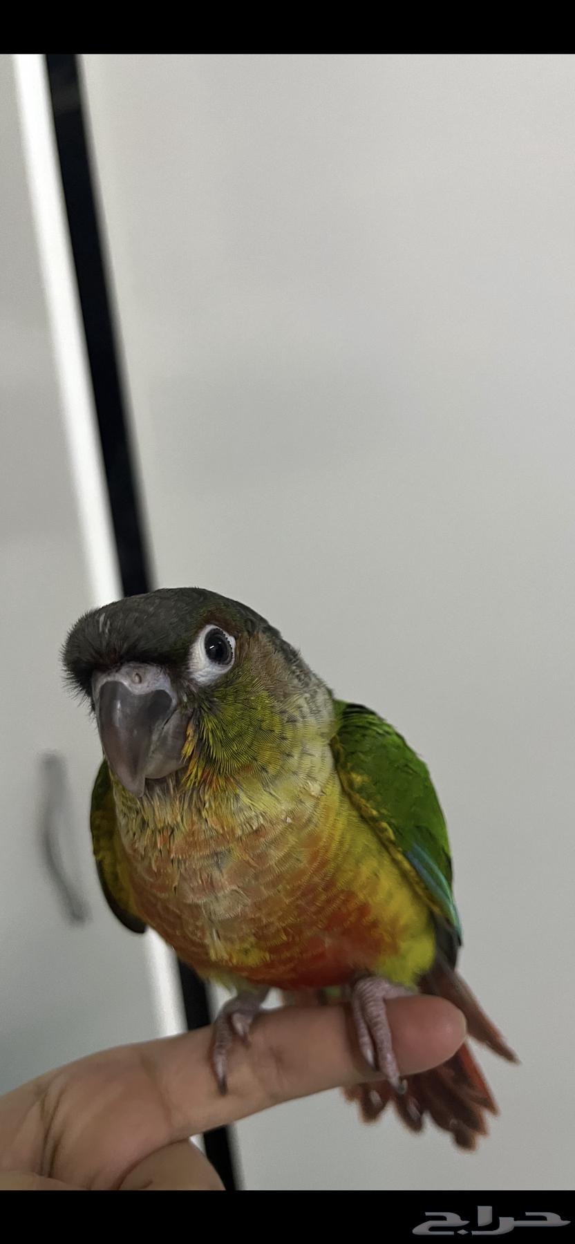 A bird cage for sale63172891927169112