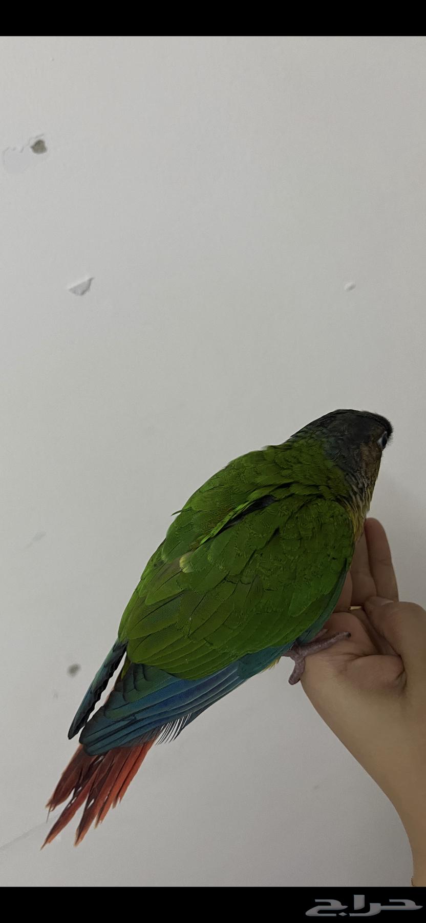 A bird cage for sale63172891927169111