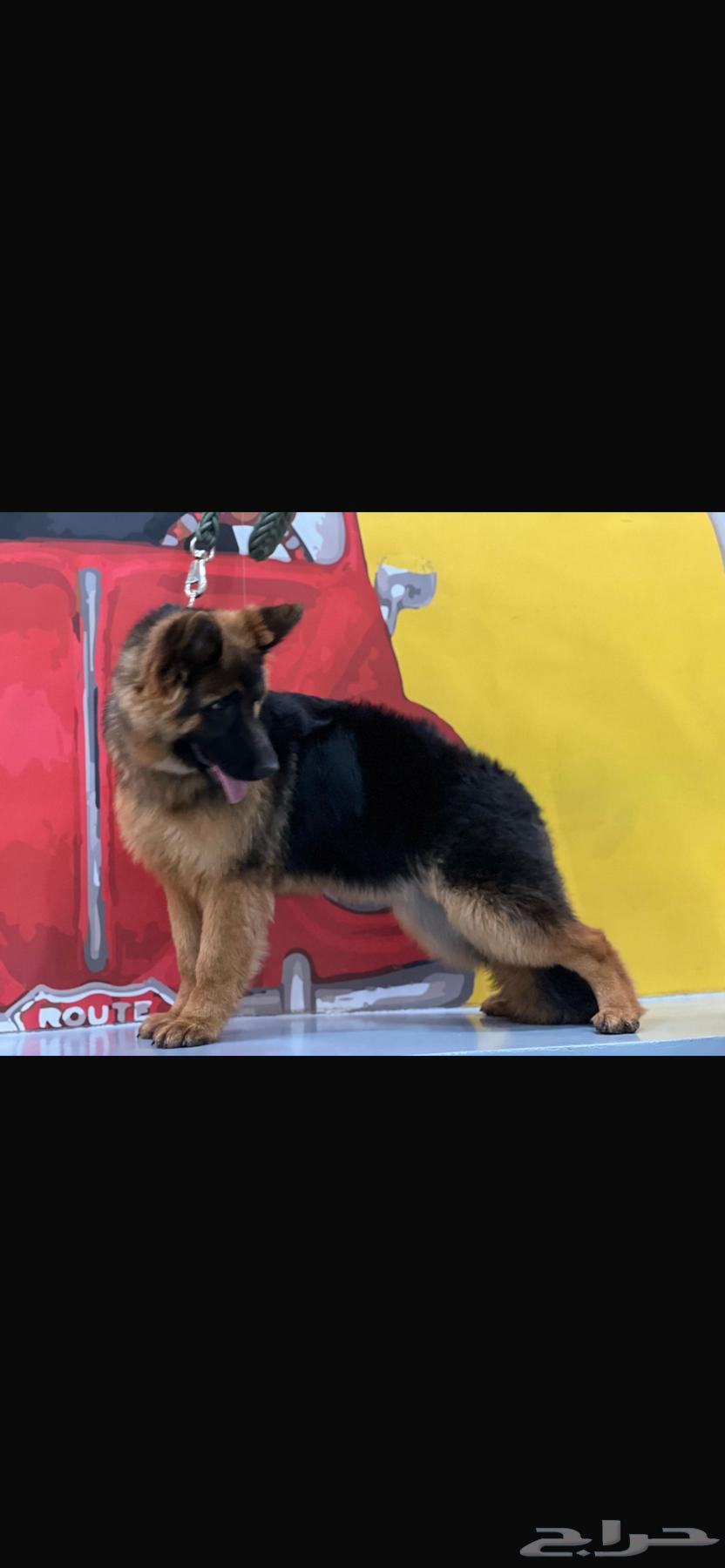 German Shepherd dog63171496733825114