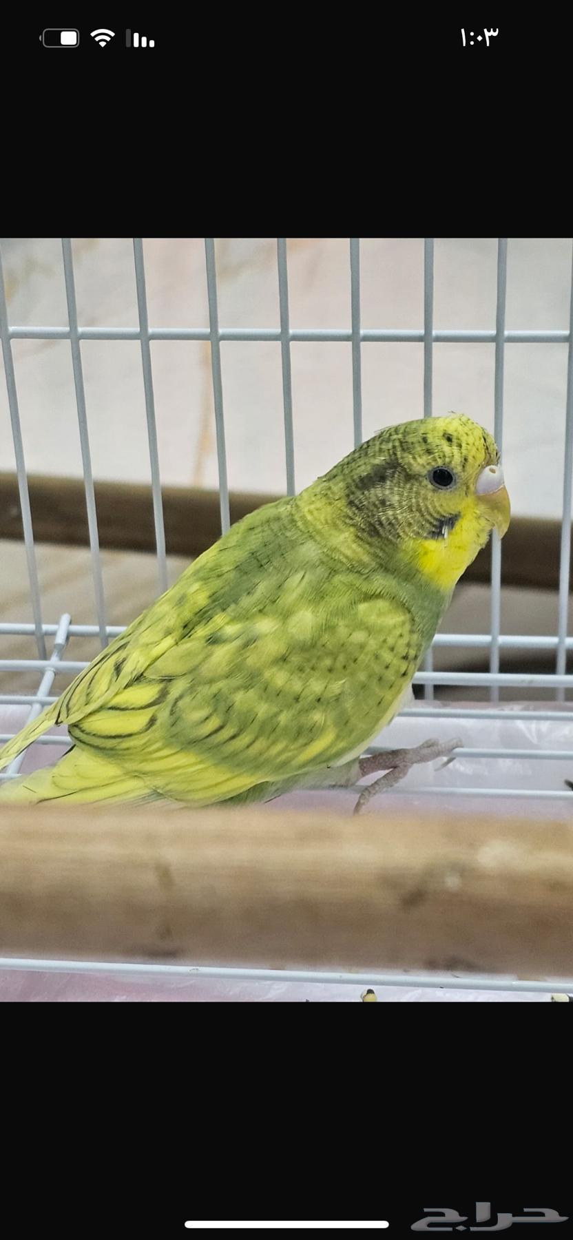 عصافير بادجي63173252370177114