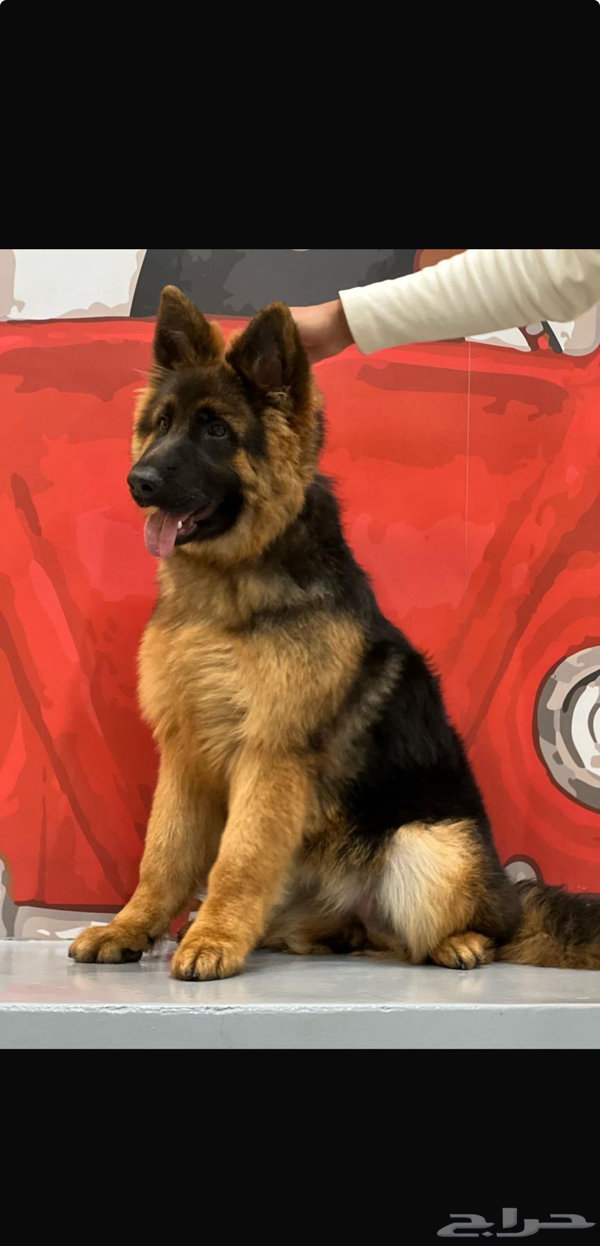 German Shepherd dog63171496733825111