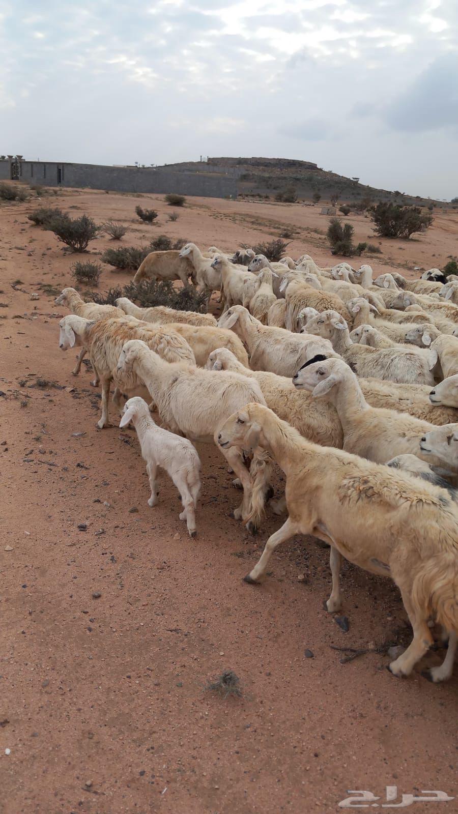 Good sheep, free forest, delicious63171049021443112
