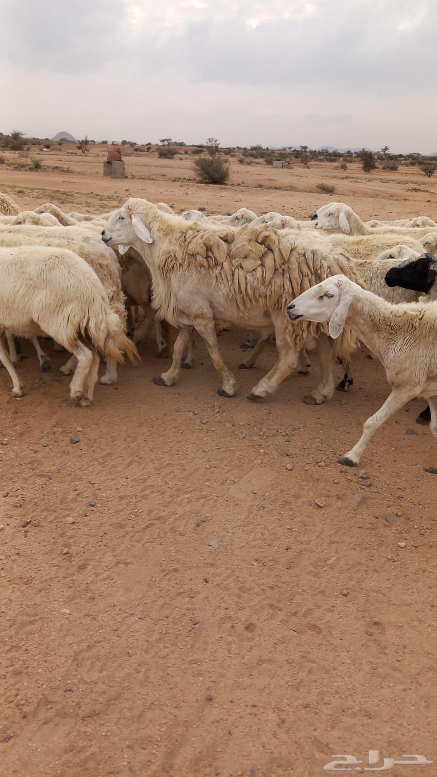 Good sheep, free forest, delicious63171049021443111