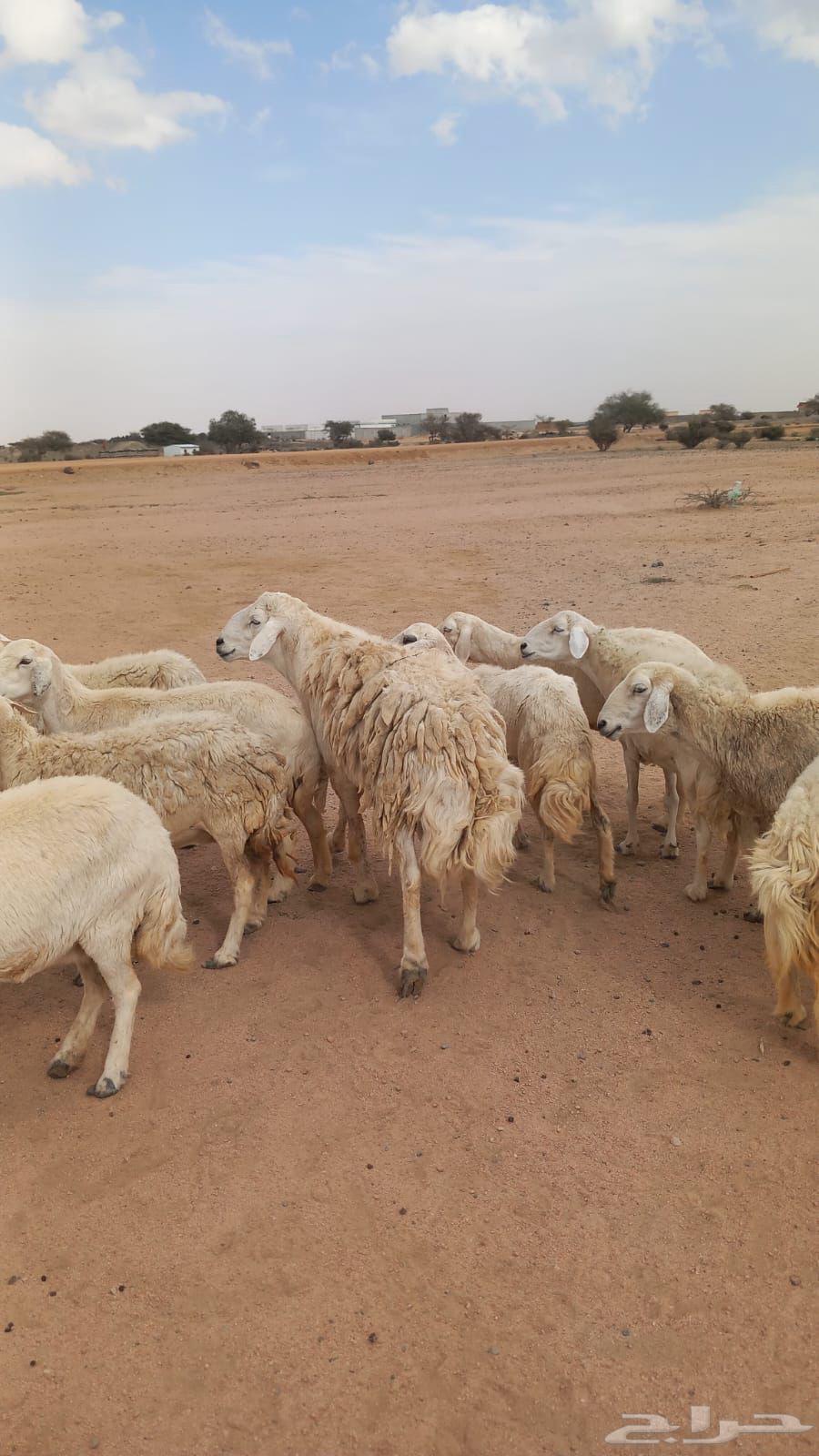 Good sheep, free forest, delicious63171049021443113