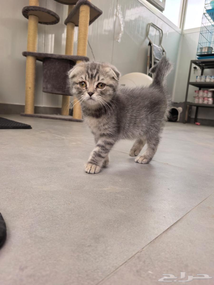 انثى سكوتش تربل فولد رصاصي Scottish triple fold gray631710418359071128