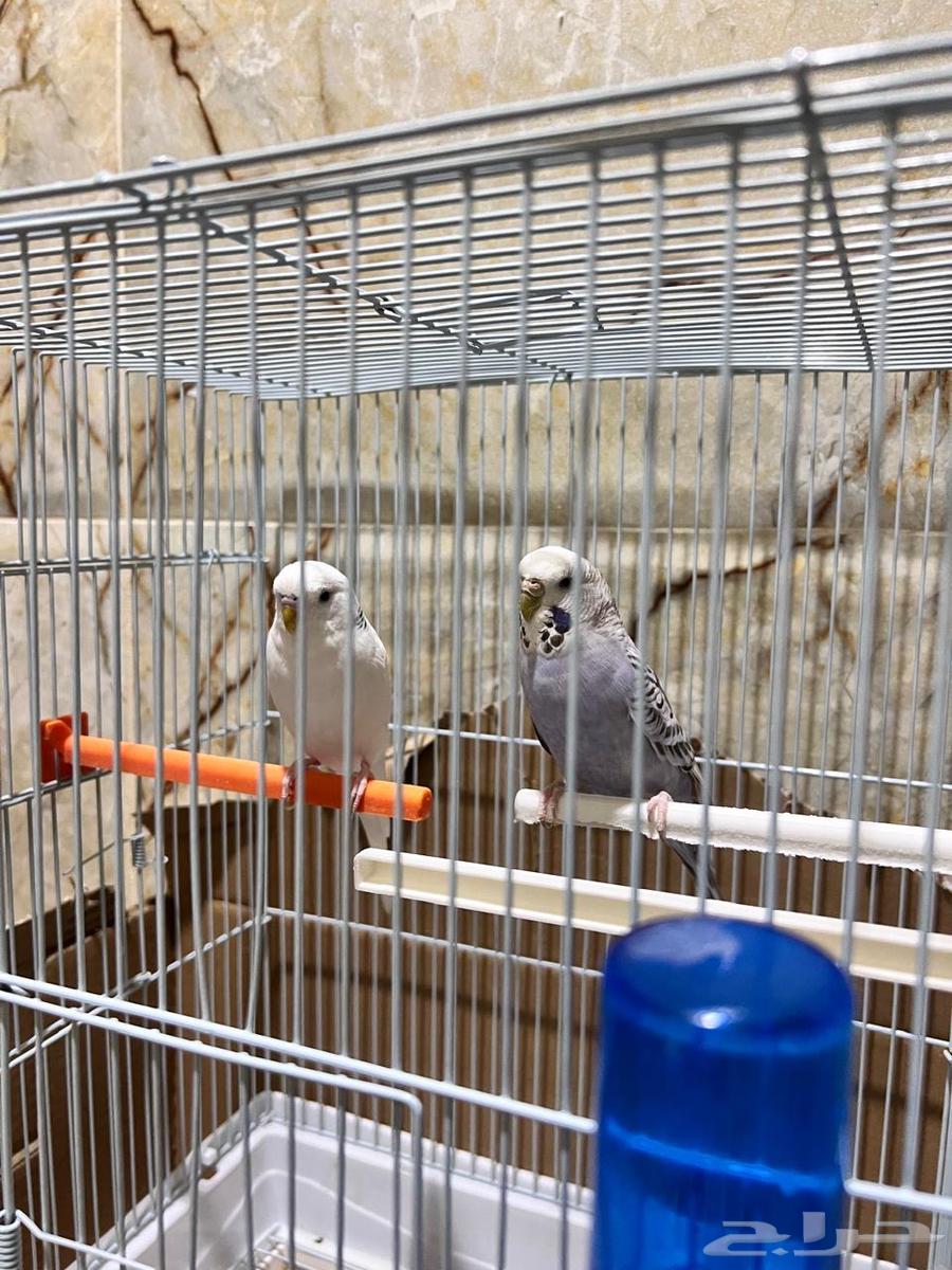 Parrot63172406846849111