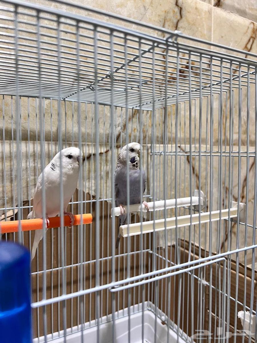 Parrot63172406846849112
