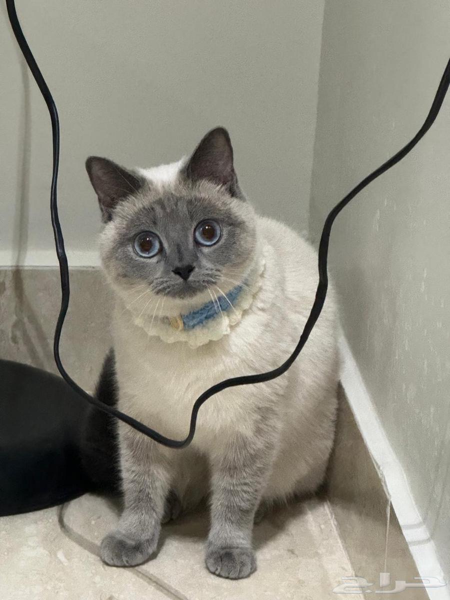 Himalayan Siamese cat Scotch63171496800898112