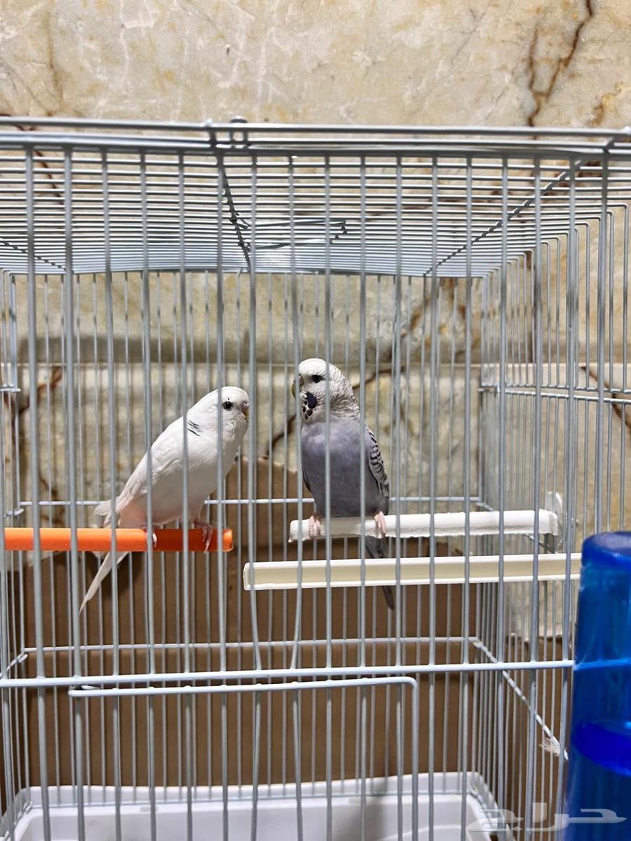 Parrot631724068468491125