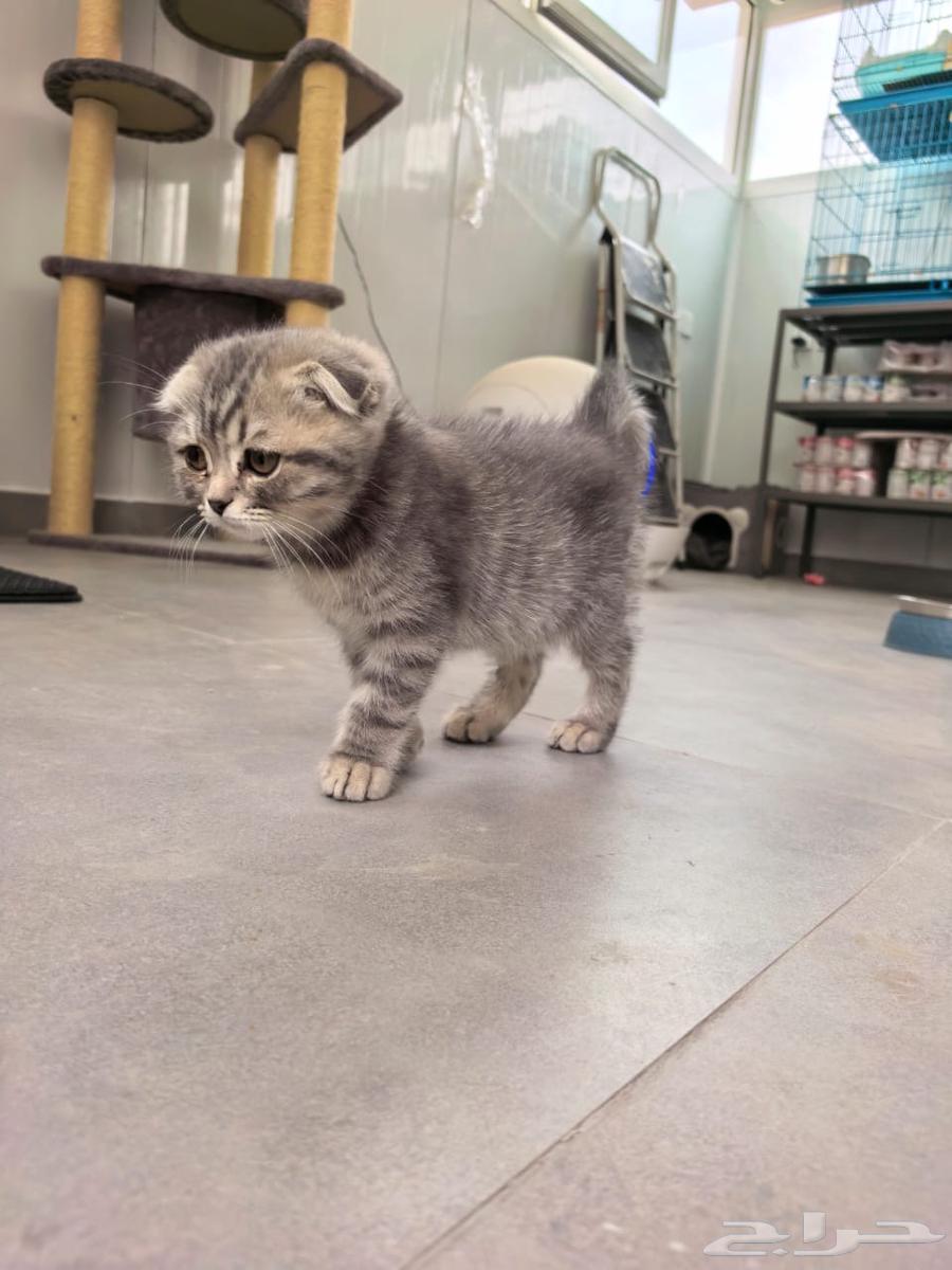 انثى سكوتش تربل فولد رصاصي Scottish triple fold gray63171041835907111