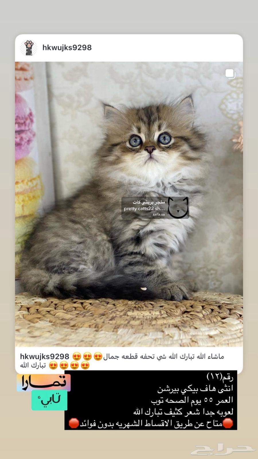 Shirazi cats, Pekinese face, Himalayan fur, Ragdolls, half-Persian, small kittens63168252219907111