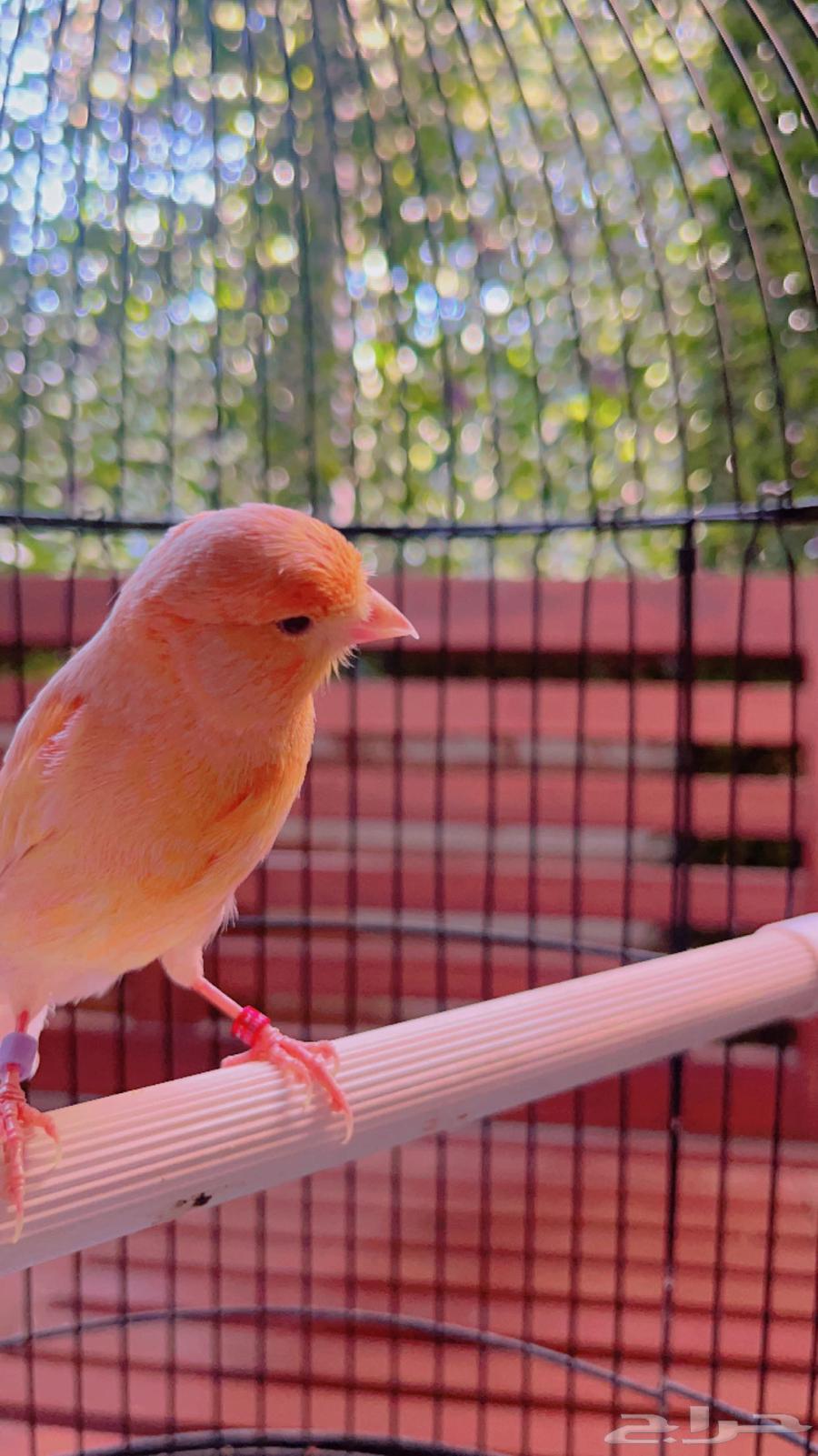 Peachy Jasper Canary mentioned (Sold)63179100267265113
