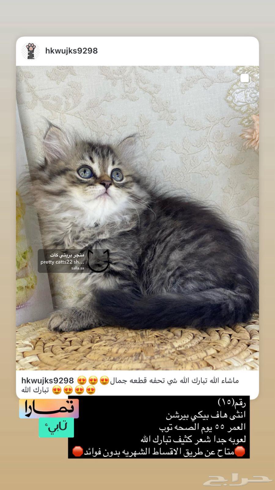 Shirazi cats, Pekinese face, Himalayan fur, Ragdolls, half-Persian, small kittens63168252219907114