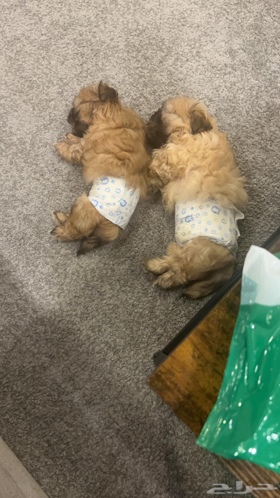Shih Tzu puppies for sale, males and females, vaccinated, age 3 months63168244033795111