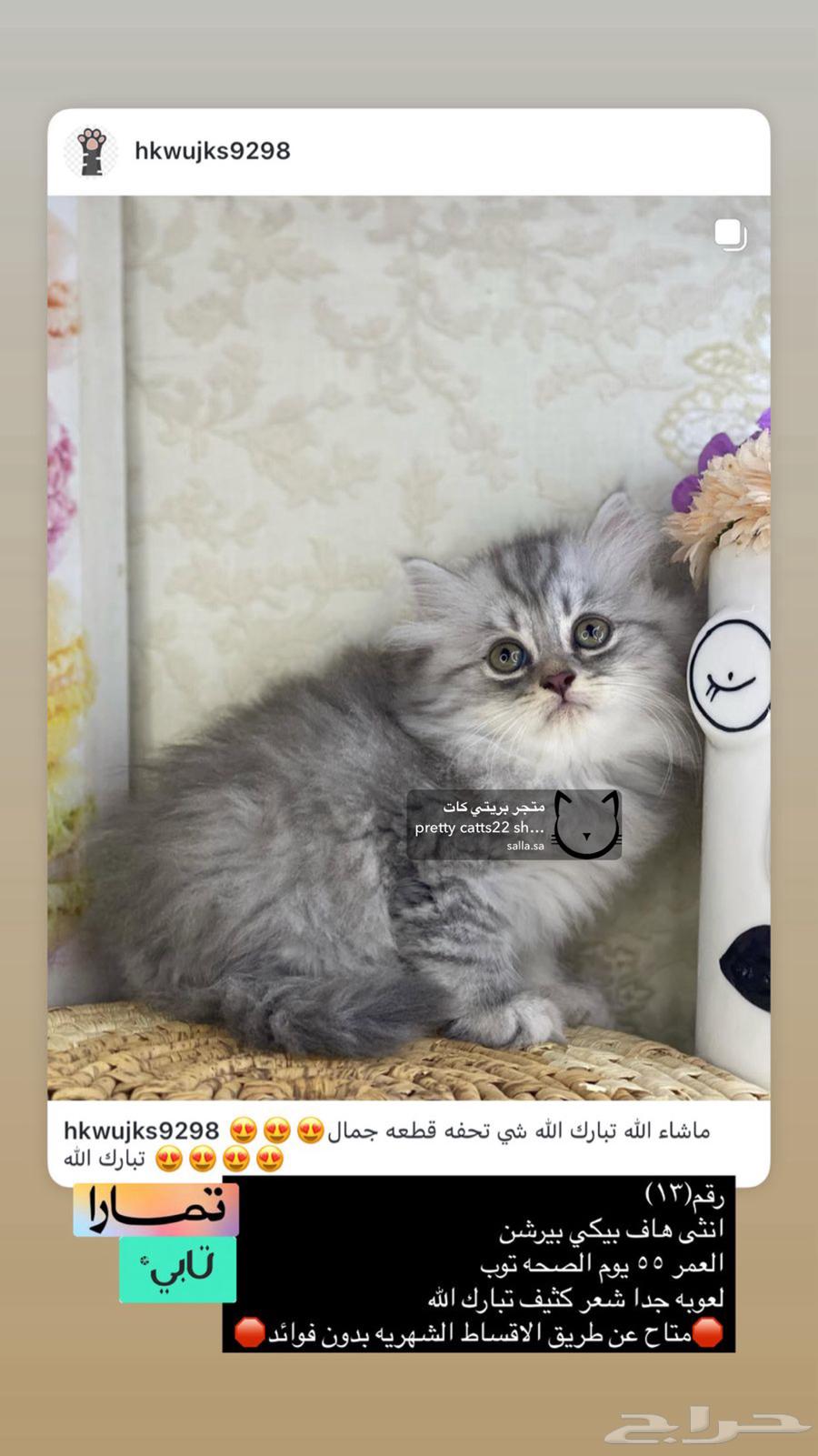 Shirazi cats, Pekinese face, Himalayan fur, Ragdolls, half-Persian, small kittens63168252219907112