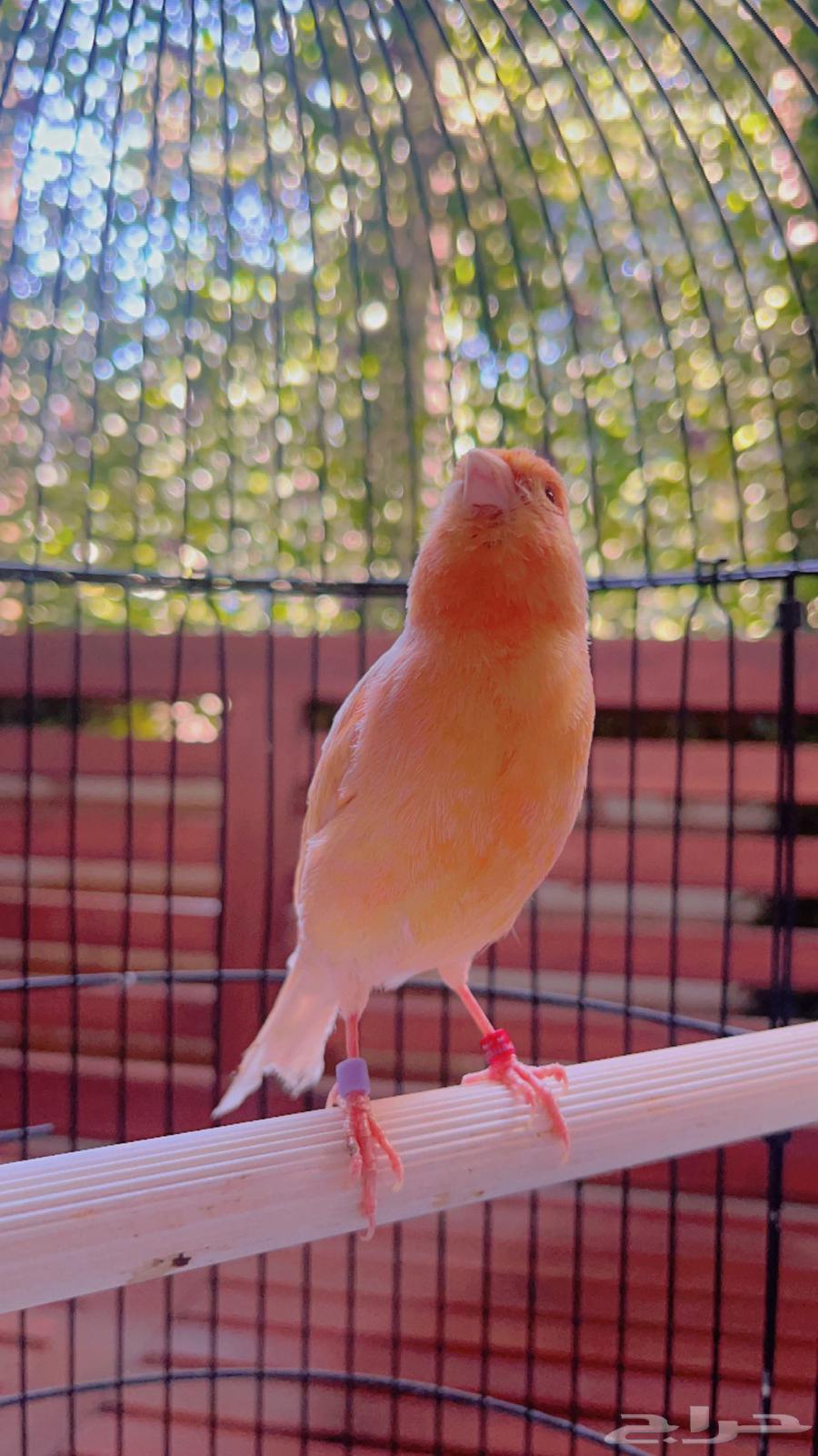 Peachy Jasper Canary mentioned (Sold)63179100267265112