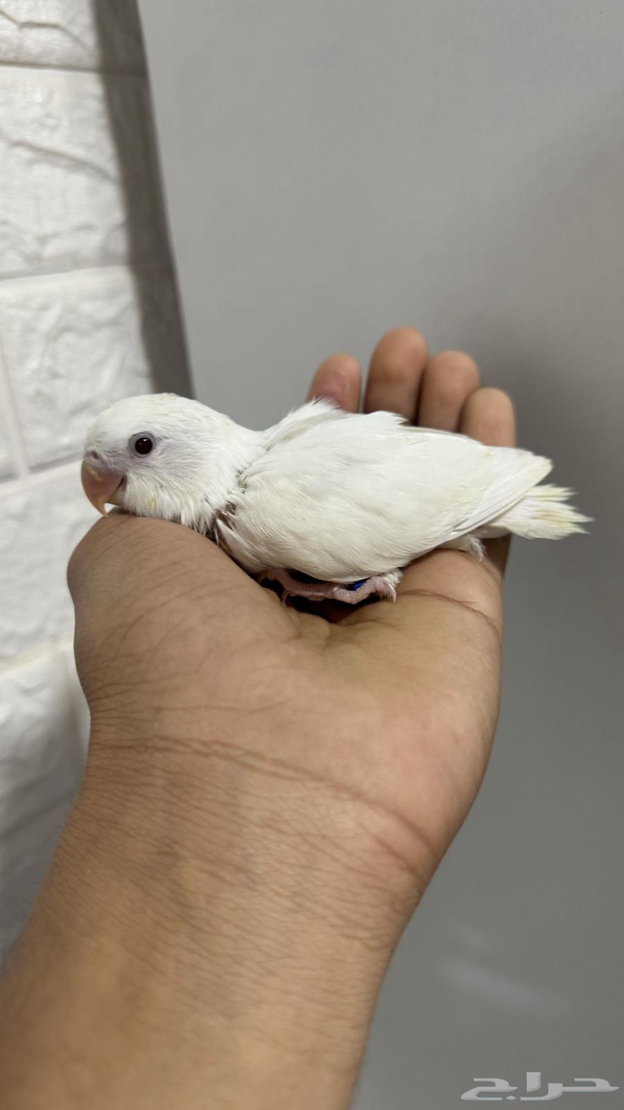 للبيع فرخ روز البينو (( تم البيع ))63253169634563113