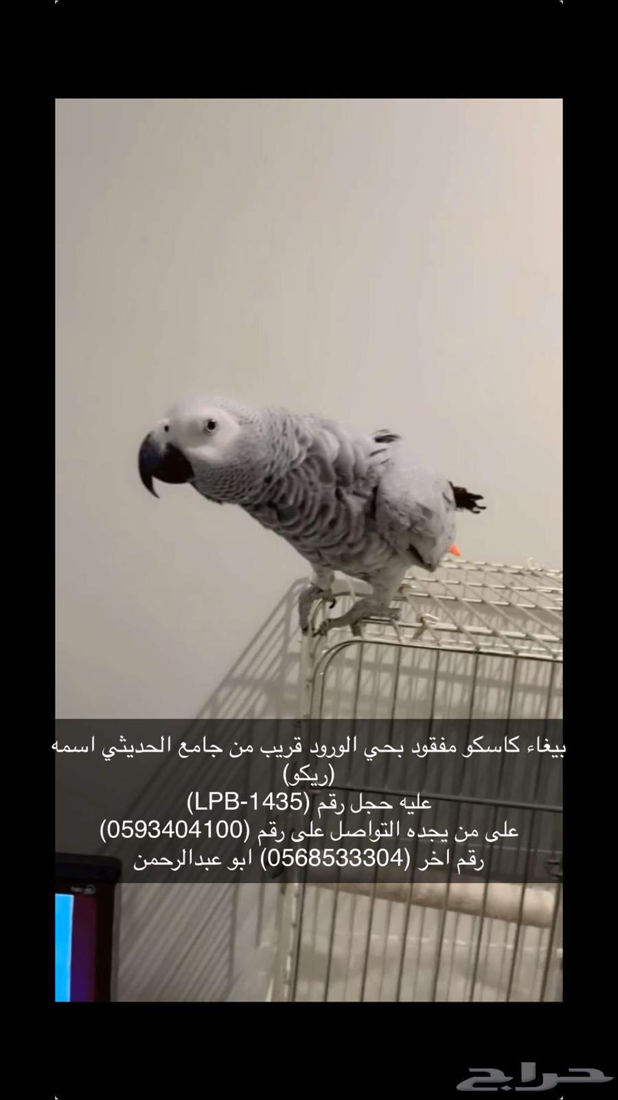 مفقود ببغاء كاسكو631696641418251120