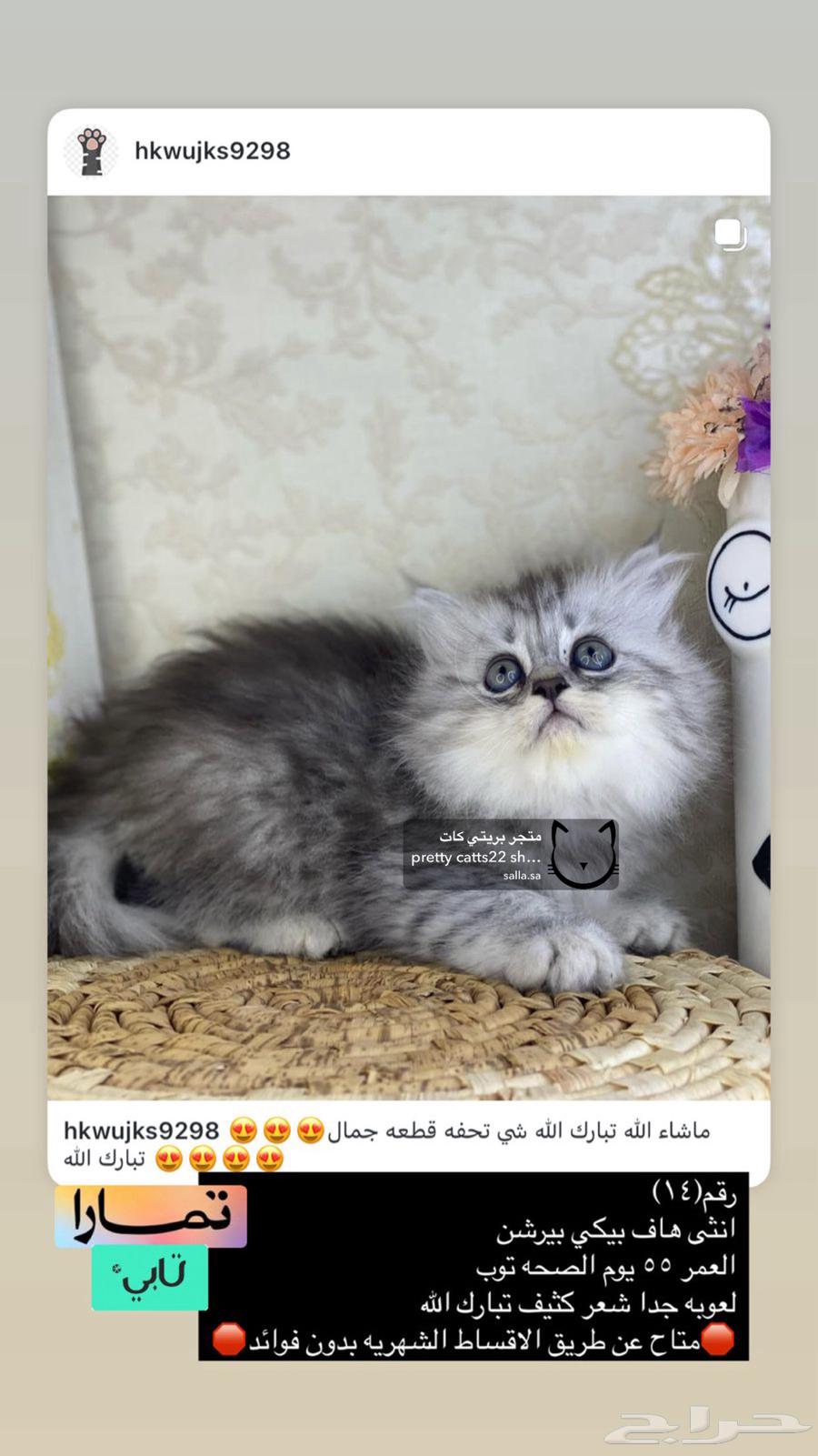 Shirazi cats, Pekinese face, Himalayan fur, Ragdolls, half-Persian, small kittens63168252219907113