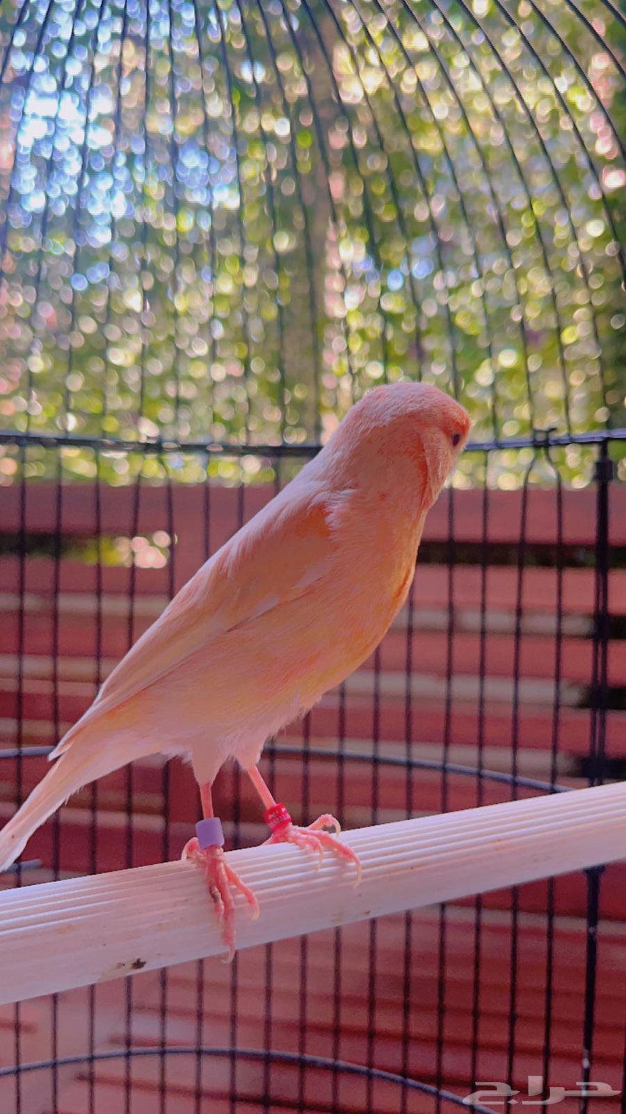 Peachy Jasper Canary mentioned (Sold)63179100267265111