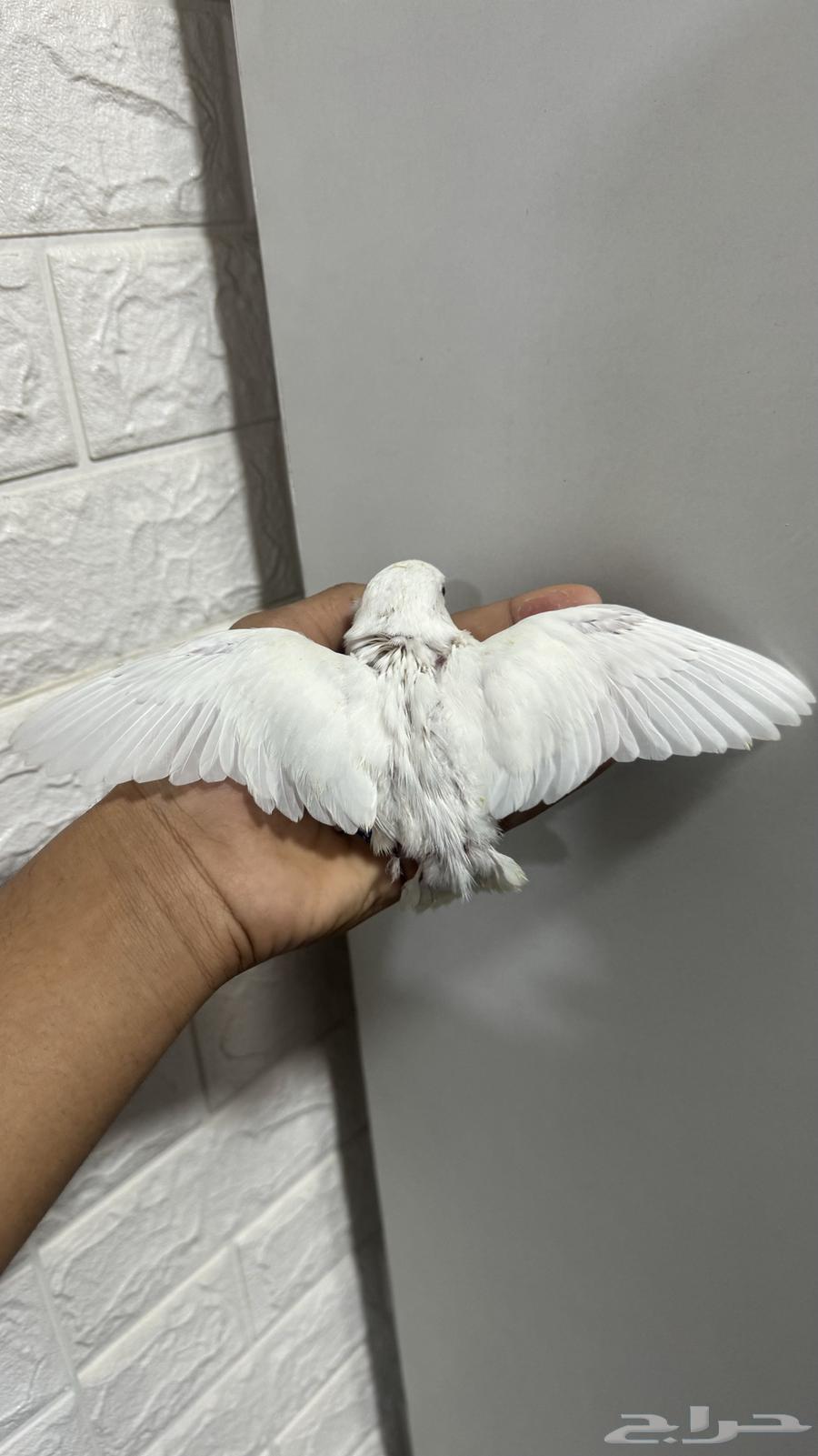 للبيع فرخ روز البينو (( تم البيع ))63253169634563111