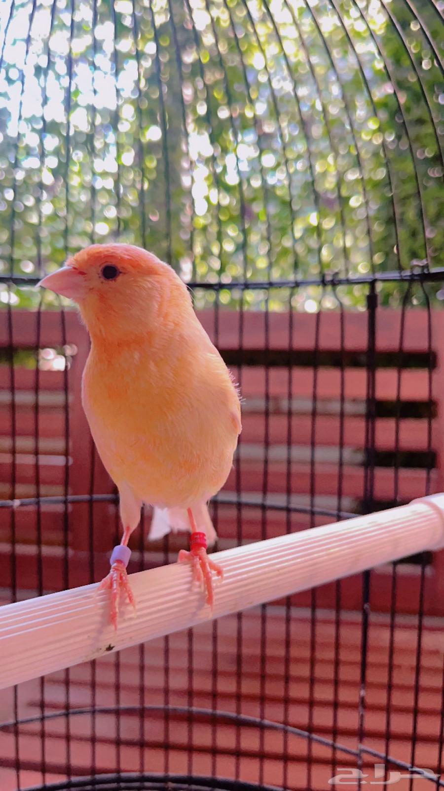 Peachy Jasper Canary mentioned (Sold)63179100267265114