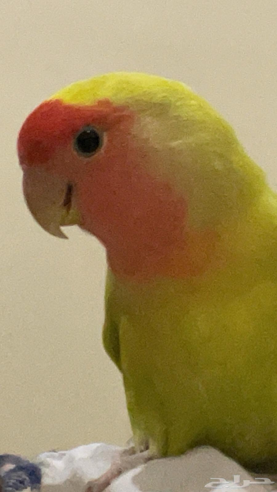 Pink female bird63170134719619111